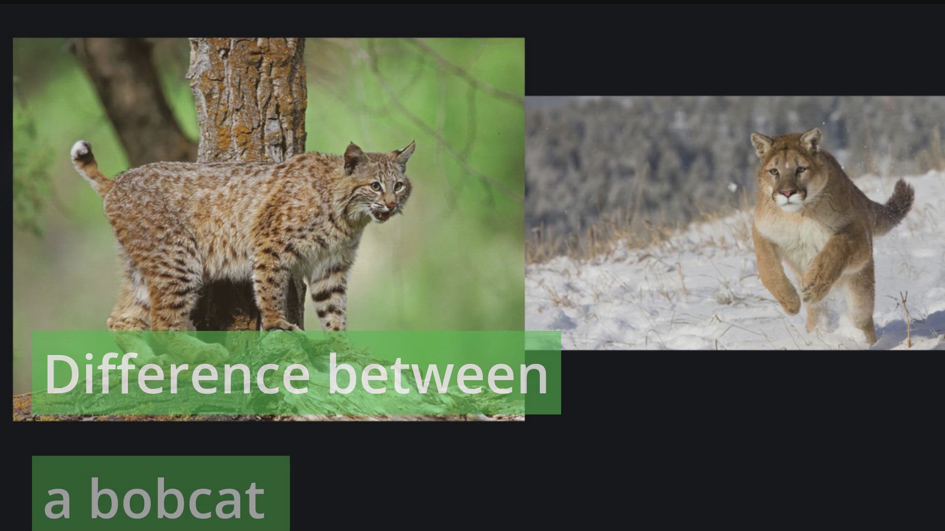 Difference Between A Bobcat And A Mountain Lion   RQCQfMzxkCqRBGdV J1634775234682 Jmj542 T1634775400.003 