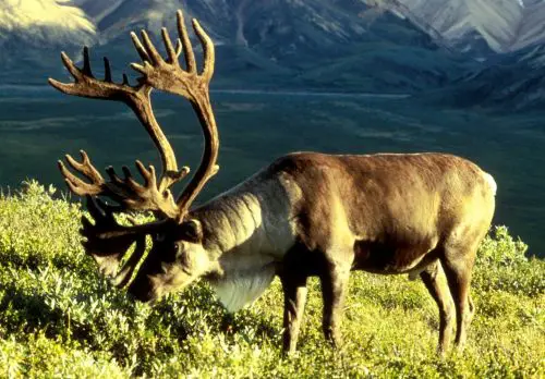 reindeer in Greenland