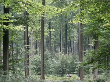 forest in Brussel