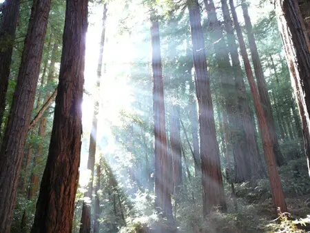 Muir Woods Monument