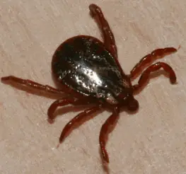 Difference between Deer Tick and Wood Tick