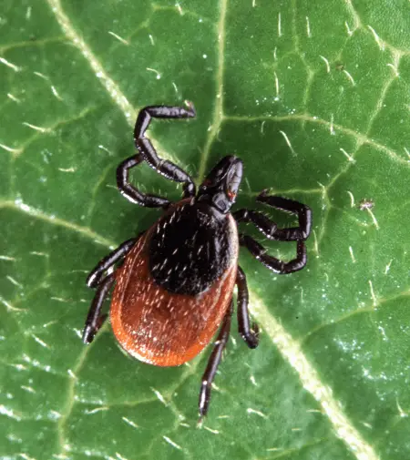 adult female deer tick