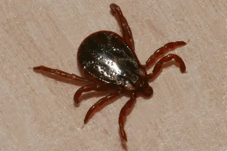 Rocky Mountain wood tick