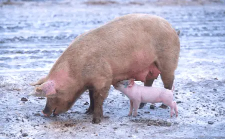 sow with its piglet