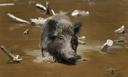  wild boar