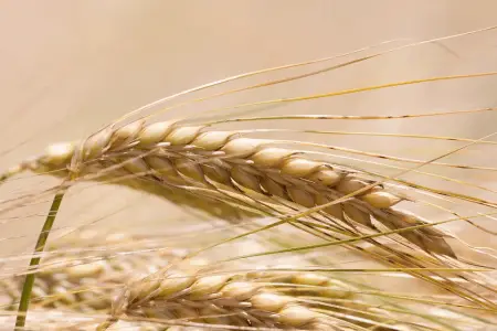 barley vs wheat plant