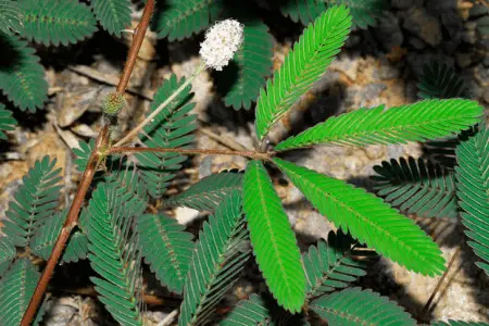 mimosa pudica plant