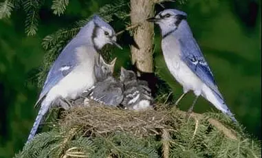 famille de geais bleus