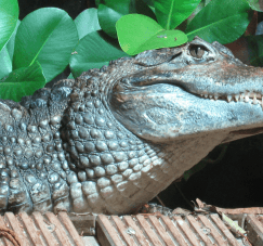 Difference between Caiman, Alligator, and Crocodile