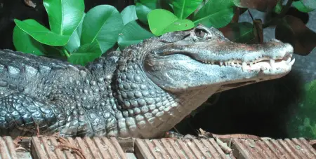 spectacled caiman