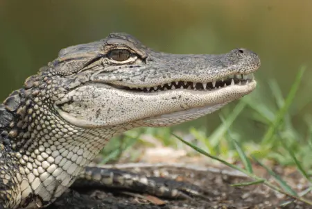 American alligator