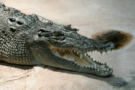 saltwater crocodile