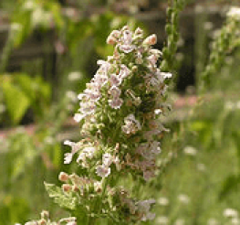 Difference between Catnip and Catmint