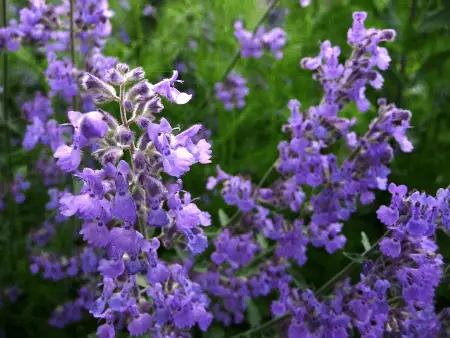 flowers of the catmint plant