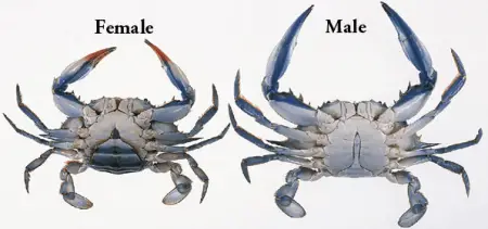 Male and female blue crabs