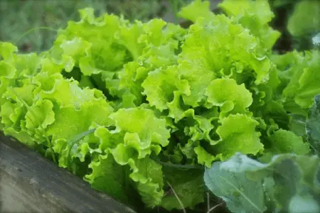 Lettuce - annual plant