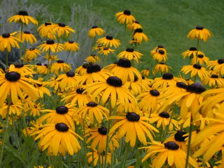 Black-eyed Susan - biennial plant