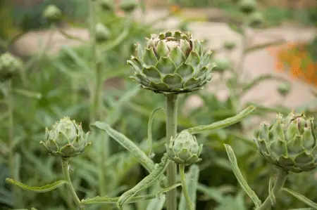 Artichokes - perennial plants