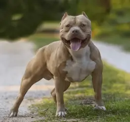 Difference between American Bully and Pitbull