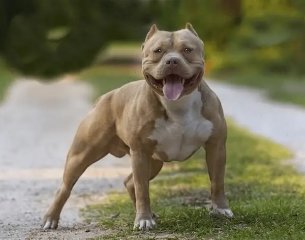 Difference between American Bully and Pitbull - Difference.Guru