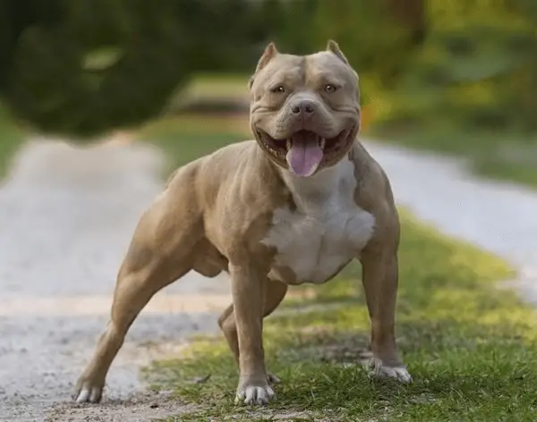 what are bully dogs mixed with