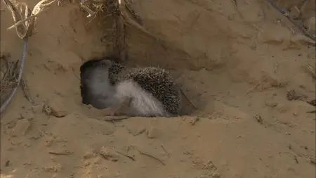 desert hedgehog