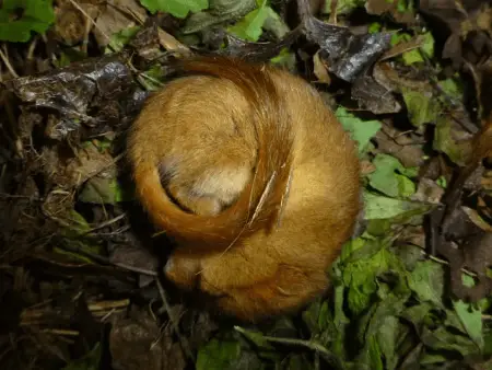 dormouse