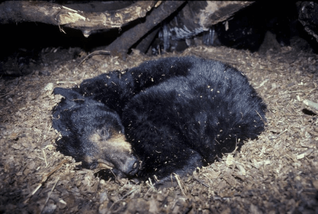 bear in hibernation
