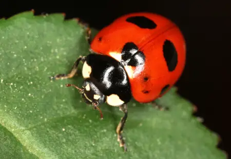 Ladybug