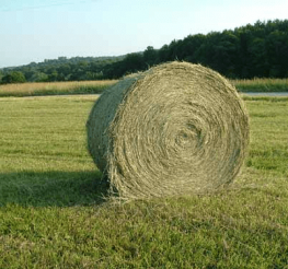 Difference between Hay and Straw