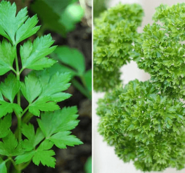 Difference between Parsley and Cilantro