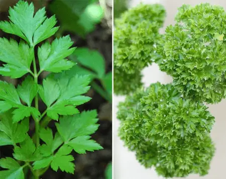 Flat leaf parsley and curly parsley