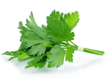 Cilantro