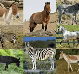 Difference between Genus and Species