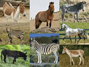 Equus genus