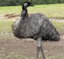 Difference between an Emu and an Ostrich