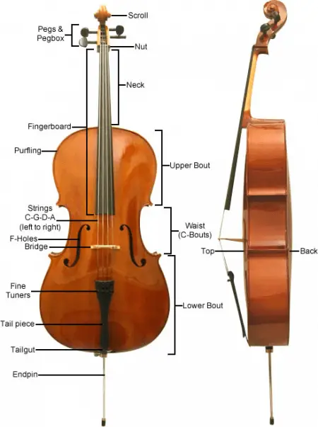 standard size cello