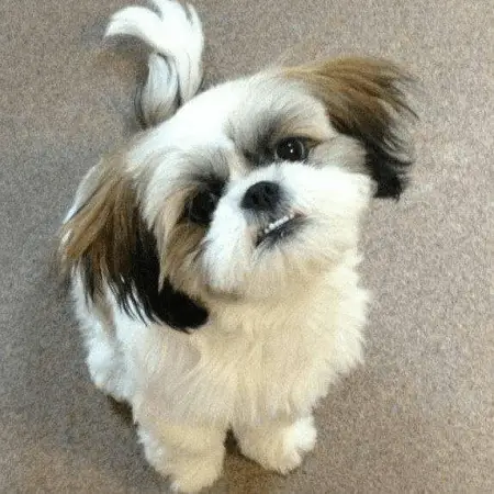  Shih Tzu pup