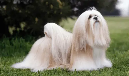 Lhasa Apso 