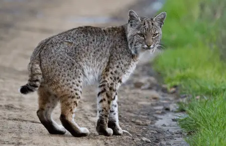 Gato montés