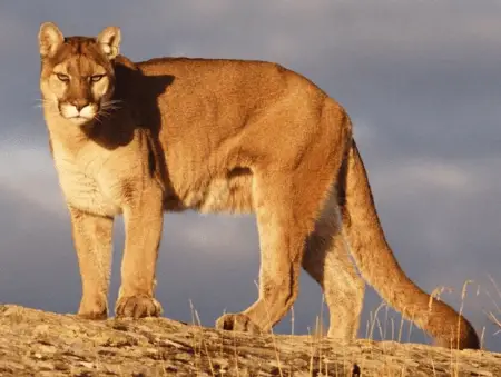 difference between mountain lion and cougar