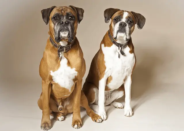 how can you tell between a male and female dog