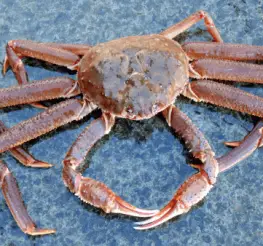 Difference between a Snow Crab and a King Crab