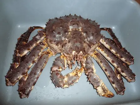 king crab