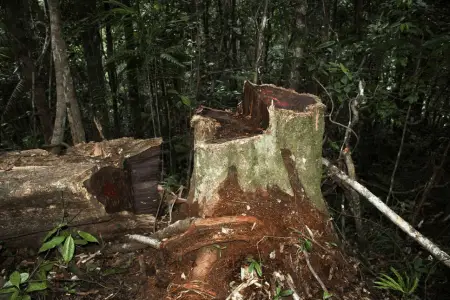 regulated harvest of trees