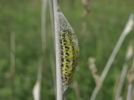 caterpillar building a silk cocoon