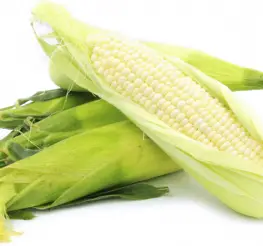 Difference between White Corn and Yellow Corn