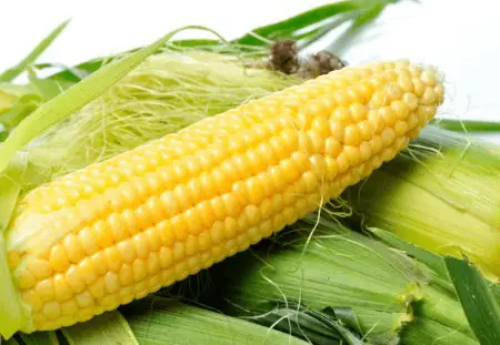 Yellow corn