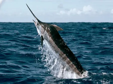 Marlin