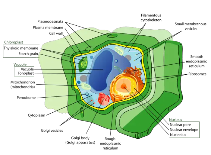 Difference Between Plant Cells And Animals Cells Difference Guru